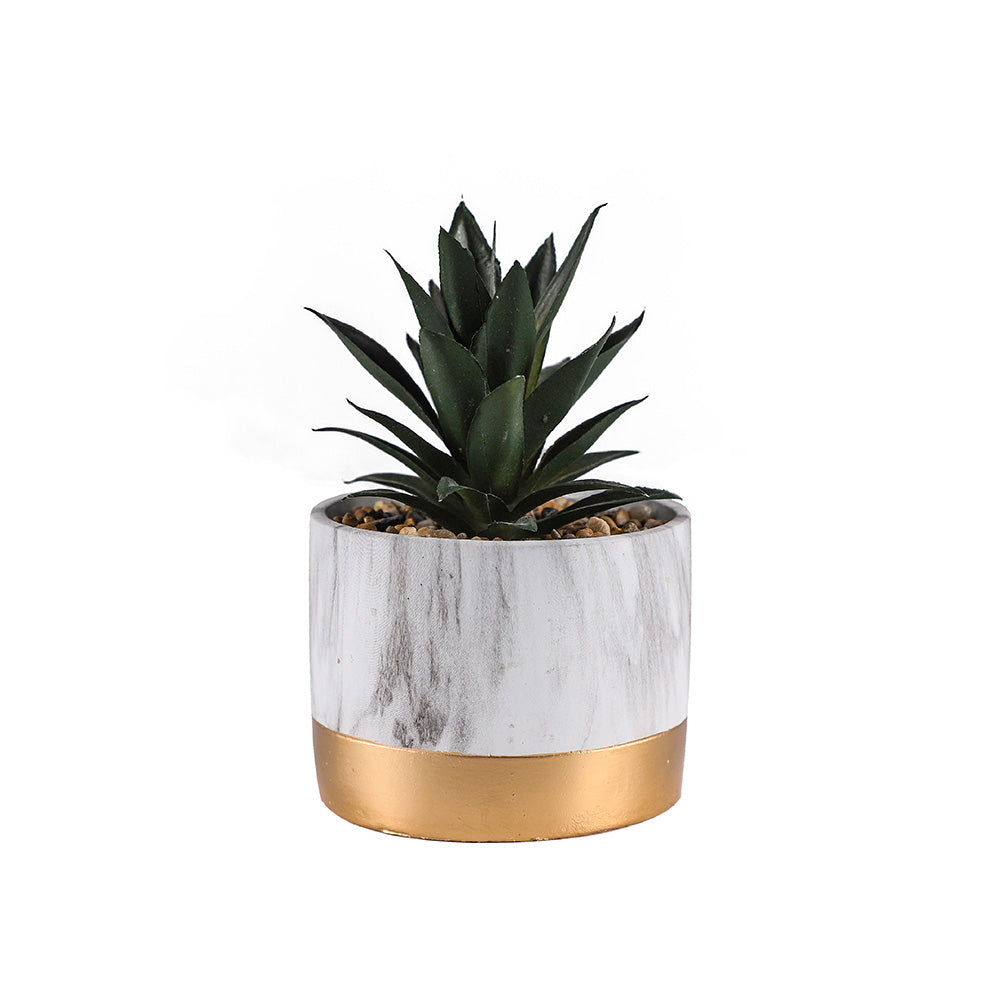 Succlent Marble Pot of Plant