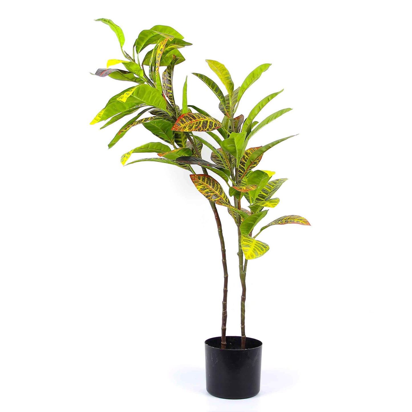 Loquat Tree & Fig Tree 100CM - Mix Yellow Leaf & Green