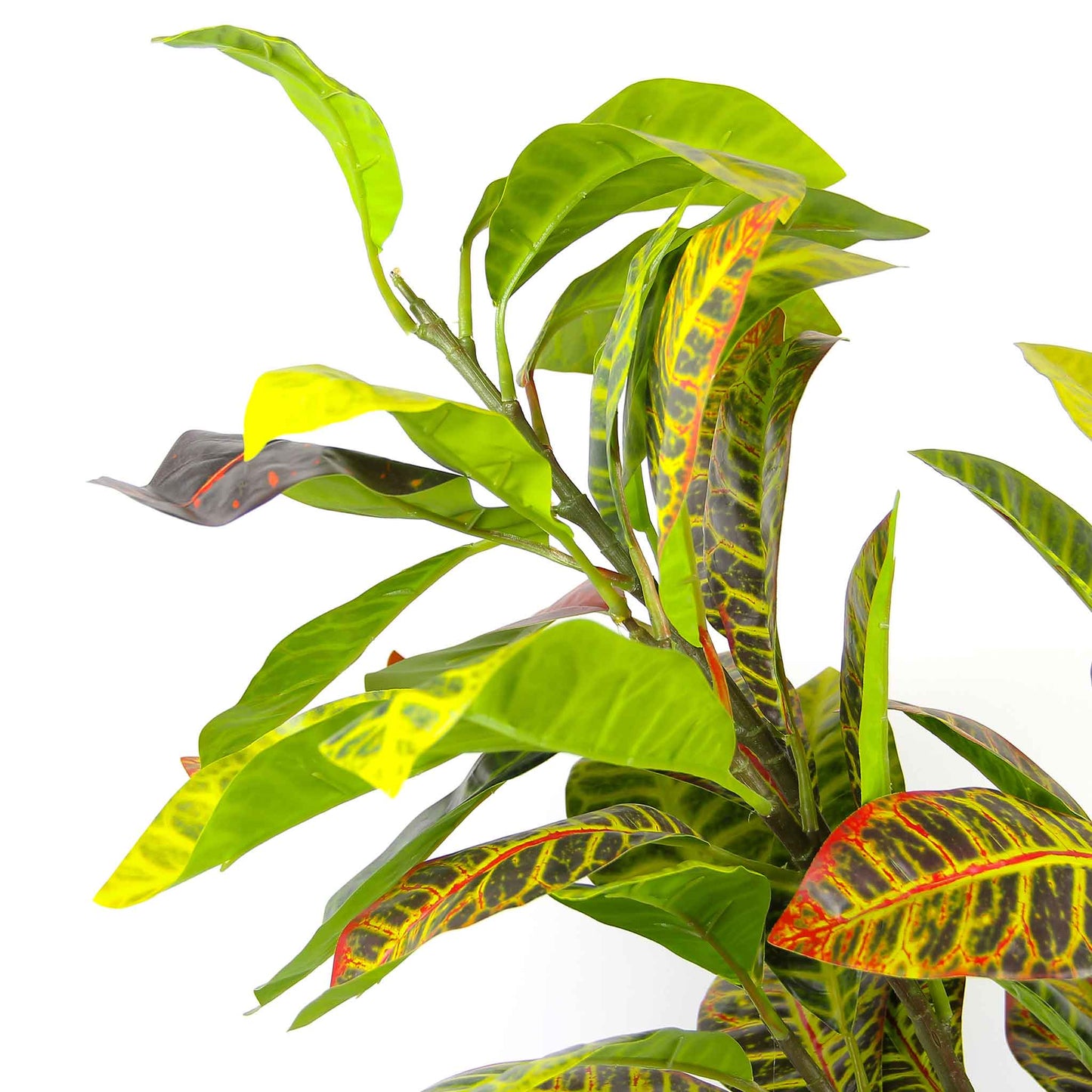 Loquat Tree & Fig Tree 100CM - Mix Yellow Leaf & Green