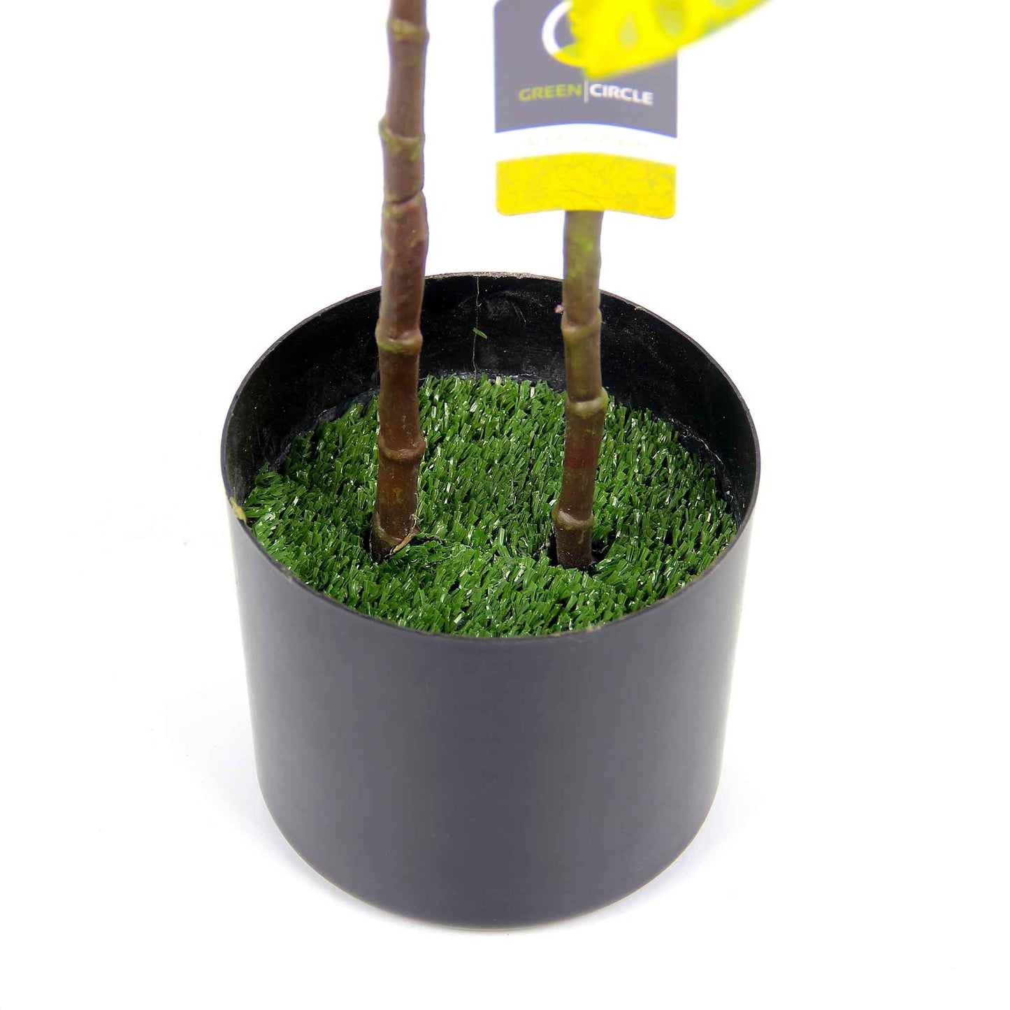 Loquat Tree & Fig Tree 100CM - Mix Yellow Leaf & Green