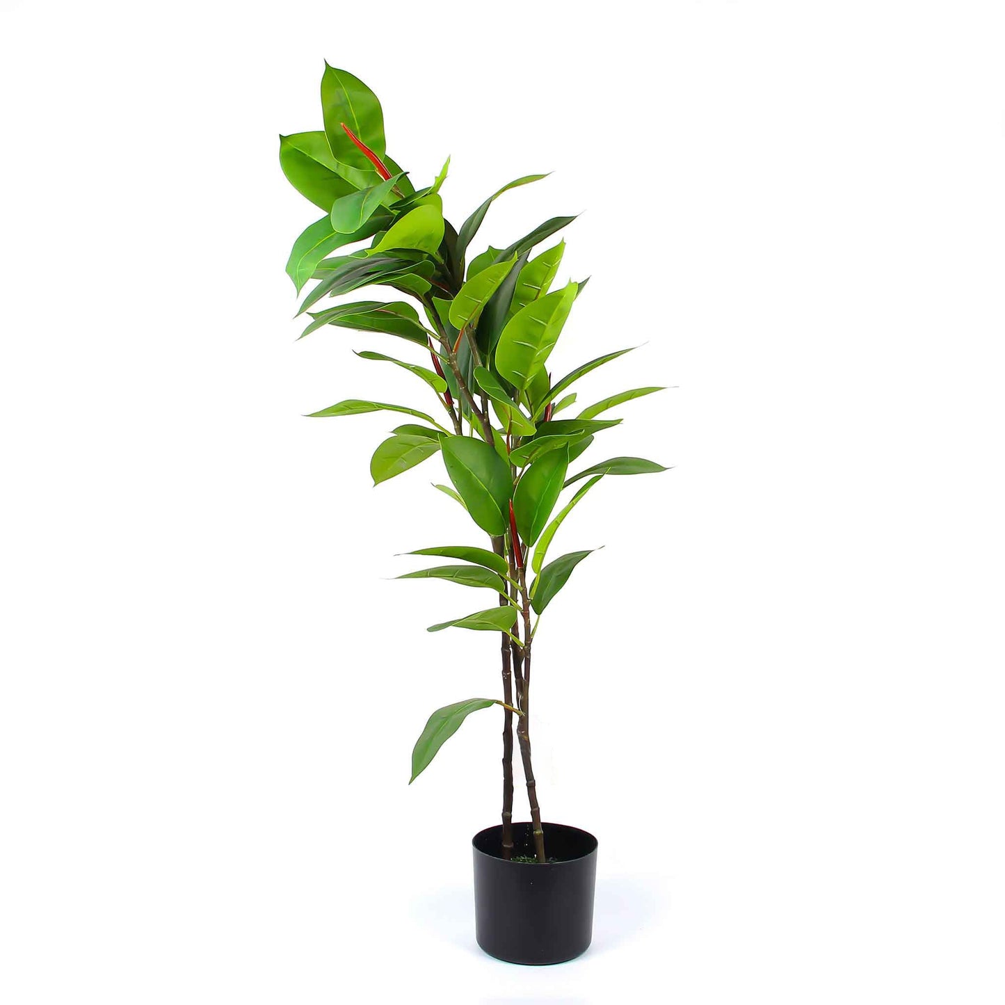 Loquat Tree & Fig Tree 100CM - Mix Yellow Leaf & Green