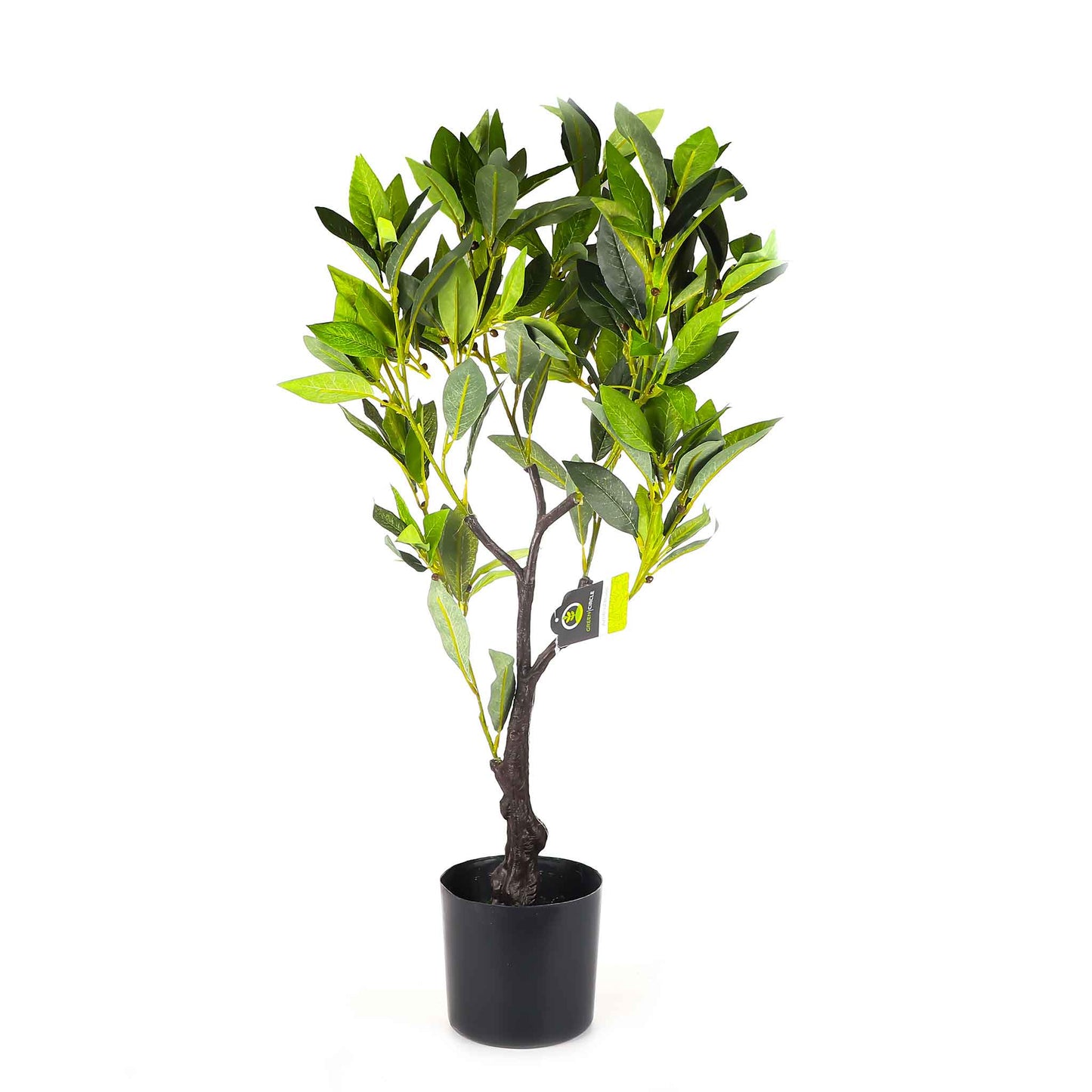 Bay Tree 70cm