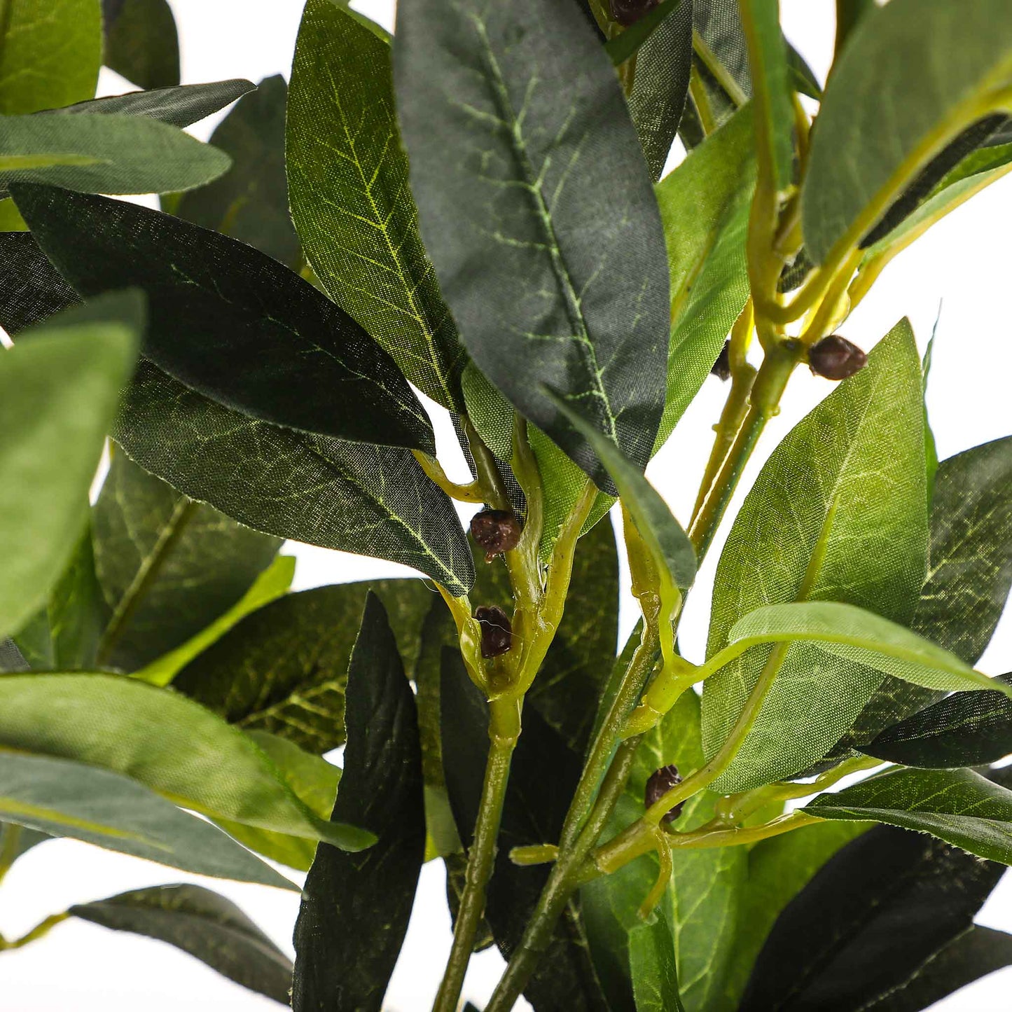 Bay Tree 70cm