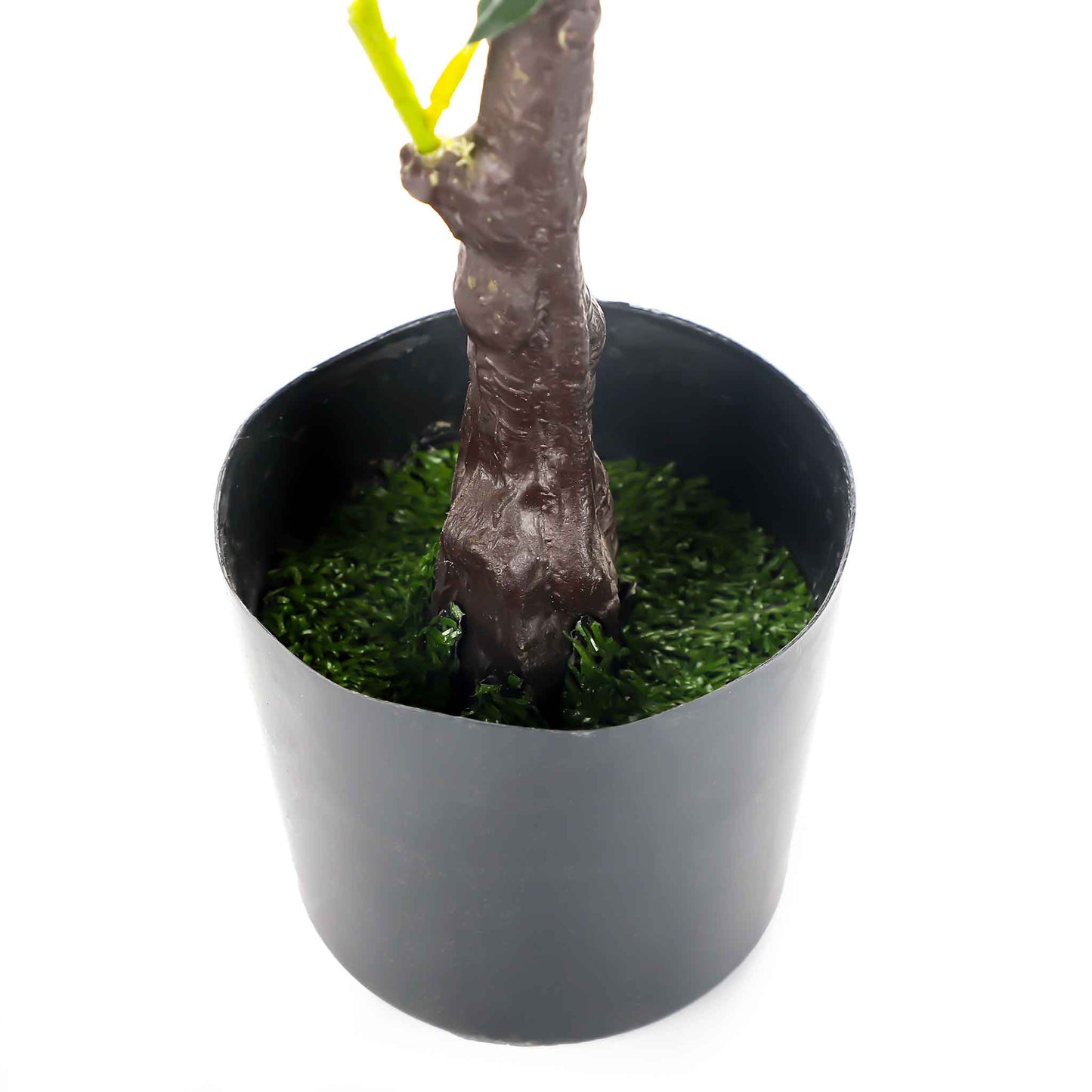 Bay Tree 70cm