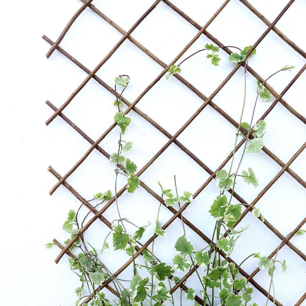 Expanding Willow Trellis 6FTx1FT