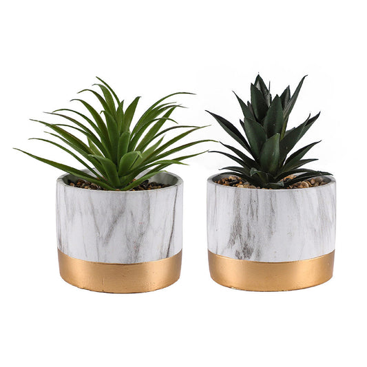 Succlent Marble Pot of Plant