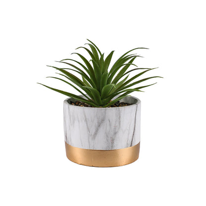 Succlent Marble Pot of Plant