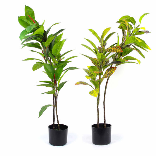 Loquat Tree & Fig Tree 100CM - Mix Yellow Leaf & Green