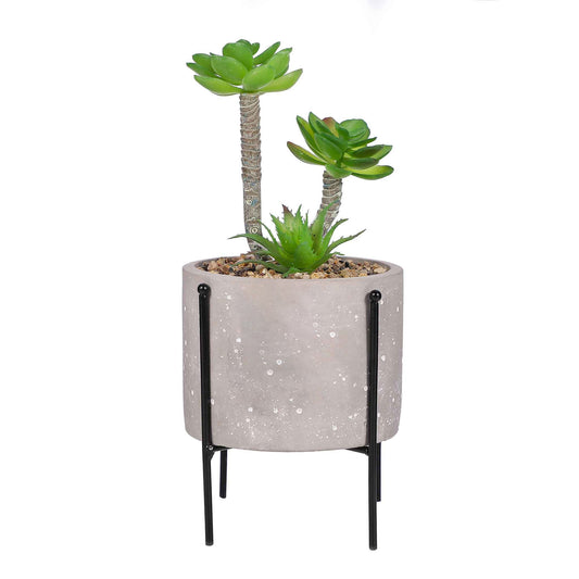 Succulent Plant in Pot with Legs