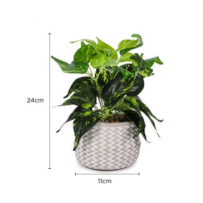 Epipremnum Aureum In Jazzy Pot