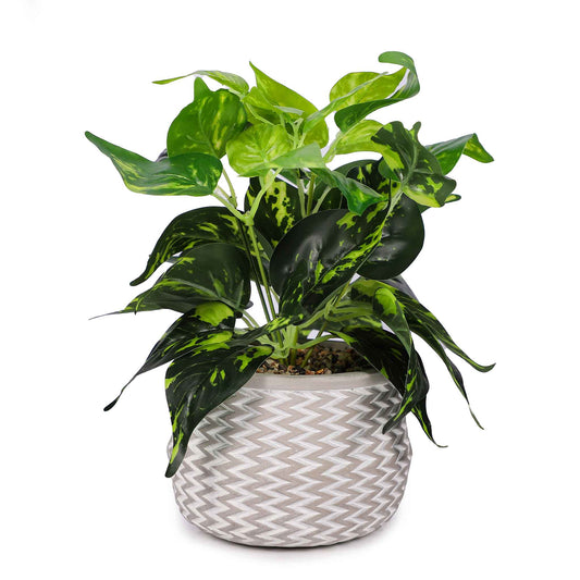 Epipremnum Aureum In Jazzy Pot