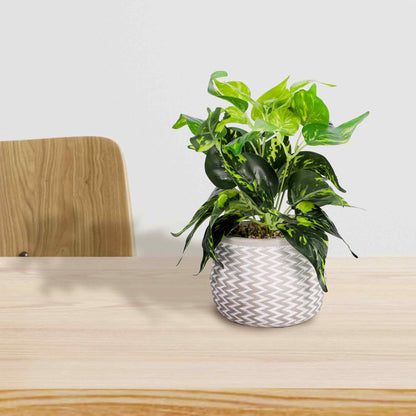 Epipremnum Aureum In Jazzy Pot