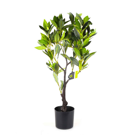 Bay Tree 70cm