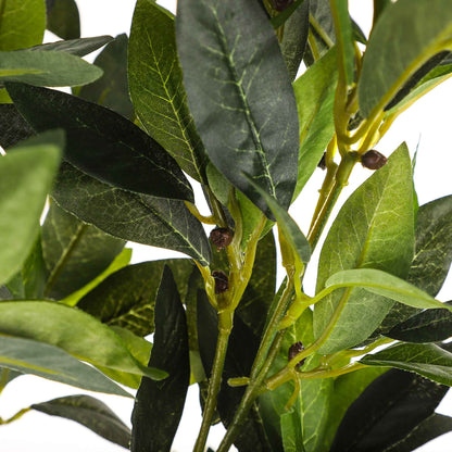 Bay Tree 70cm
