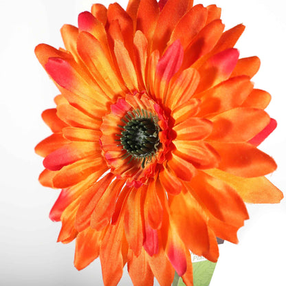 Single Stem Gerbera