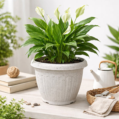 Plastic Plant Pot White 22Cm X 17Cm